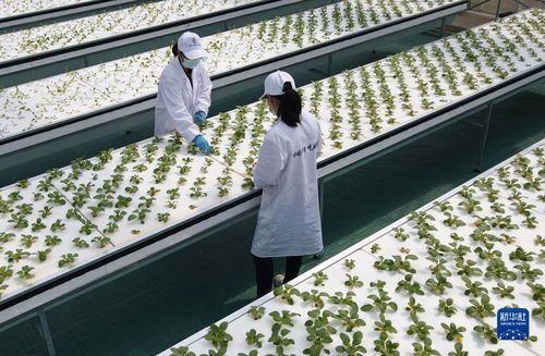 智慧菜園子 生物科技讓蔬菜長在墻上，好吃又時尚